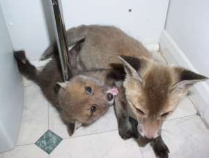 Fox Muzzle